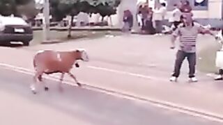 animal funny