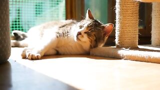 Cat is sleeping on floor