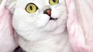 Cute cat