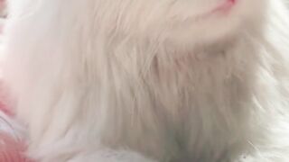 Cute white cat