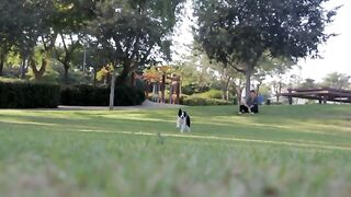 Dog beautiful running in grass