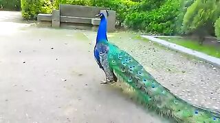 Peacock ????