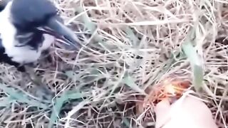 Regardez ce video ta alah