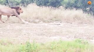 animal video#khan 3