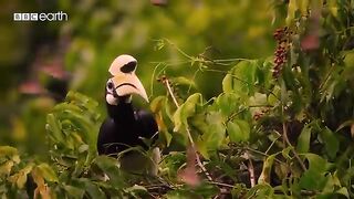 Hornbills Pluck Bats Mid-flight  Eden Untamed Planet  BBC Earth