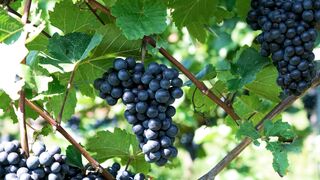 Delicious grapes 2