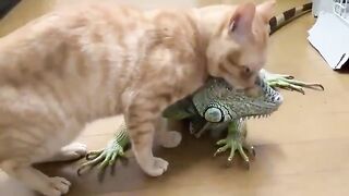 friendly chameleon and cat