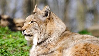 The lion is the leader of the forest