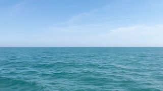 Dolphin ???? 3