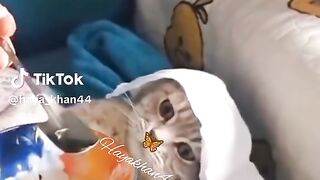 Cat video 26