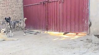 Funny clip ???????????????? 2