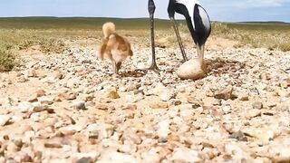 Birds children
