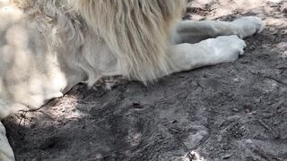 Small roars from timba