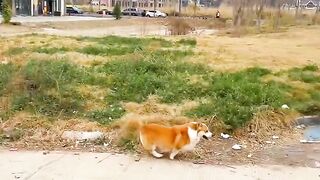 Very beautiful funny dog