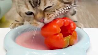 Very beautiful cat 2
