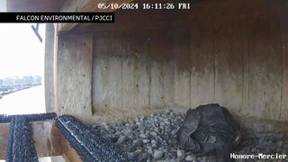 Why 4 falcon eggs have a new home, and a new mother, on a Montreal bridge