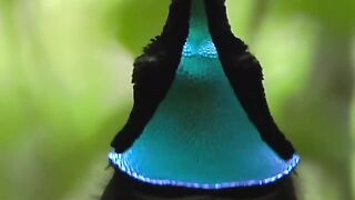 Want to learn bird photography wildlife