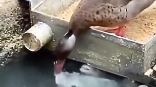 look at this address feeding the fish