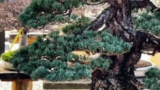 The bonsai pine tree has an ancient beauty