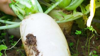 When sizzling grilled meat meets freshly pulled radishes from the ground