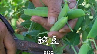 Using fresh peas cultivated by grandma herself, stir-fry tender and delicious small sweet sausages.