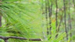 Pick a green pine branch, burn the thin pine needles into ash, and smoke a few pieces of fresh pork liver.