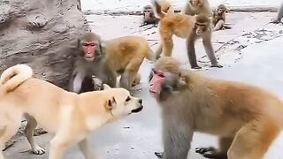 Dog play with the Monkeys ????????#funny #febspot