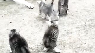 funny cat 114