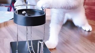 Very beautiful cat 3