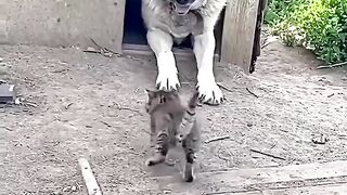 Cat with the dog friendship ????????#funny #febspot
