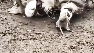 Cat play with the rat????????#funny #febspot