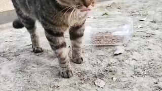 Cat fun????????#funny #febspot
