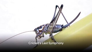 cricket 18