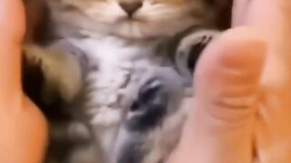 Very beautiful funny cat