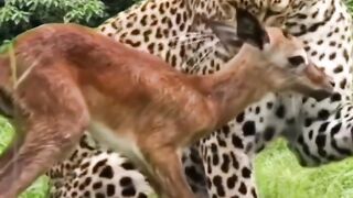 The cheetah was very kind and surprised.