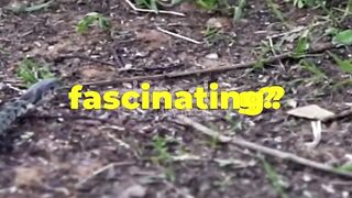 Slithering Secrets_ Unveiling Snake Facts