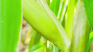In Xishuangbanna, this unique corn that is only the size of a thumb can be made delicious for the whole family to enjoy.