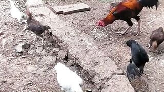 Chickenn