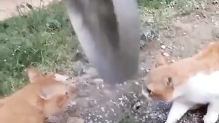 FUNNY VIDEO 26