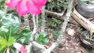 This flower is poisonous, if...