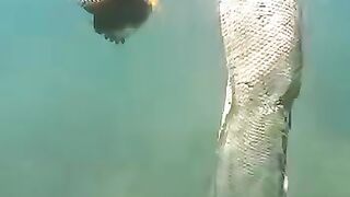 Fight between piranha and venomous snake