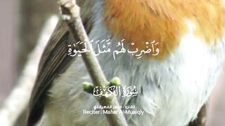 video 461