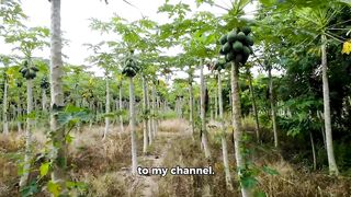 Papaya 2