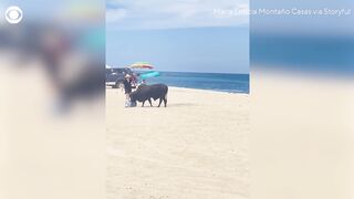 Woman attacked by bull on Mexico beach after ignoring warnings