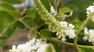buddleja asiatica