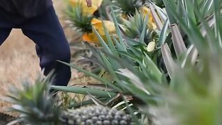 The breeze blows through the fields and the air is filled with the sweetness of pineapples.