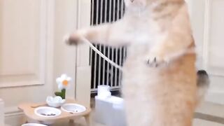 Cat exercise