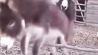 Check _what_this_smart_donkey_did