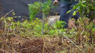 Plant a sapling to express hope