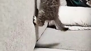 Cute and Funny Cat Videos That Will Make You Laugh